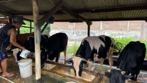 Stok Sapi Lokal Menurun Jelang Idul Adha