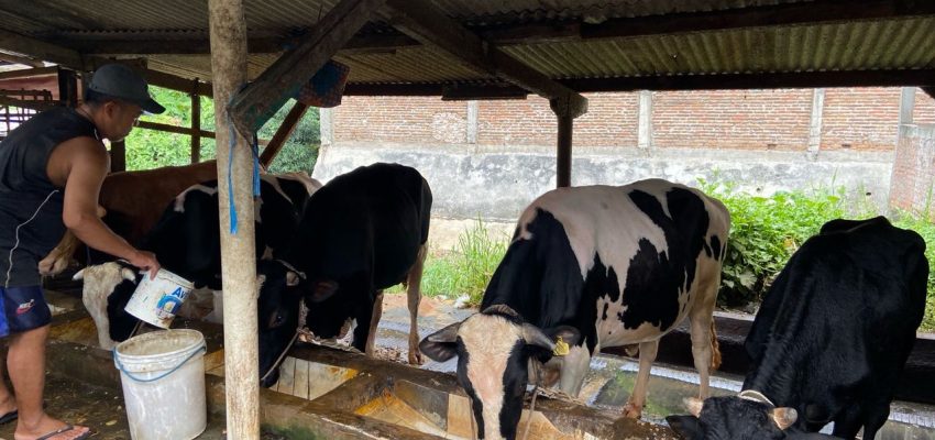 Stok Sapi Lokal Menurun Jelang Idul Adha